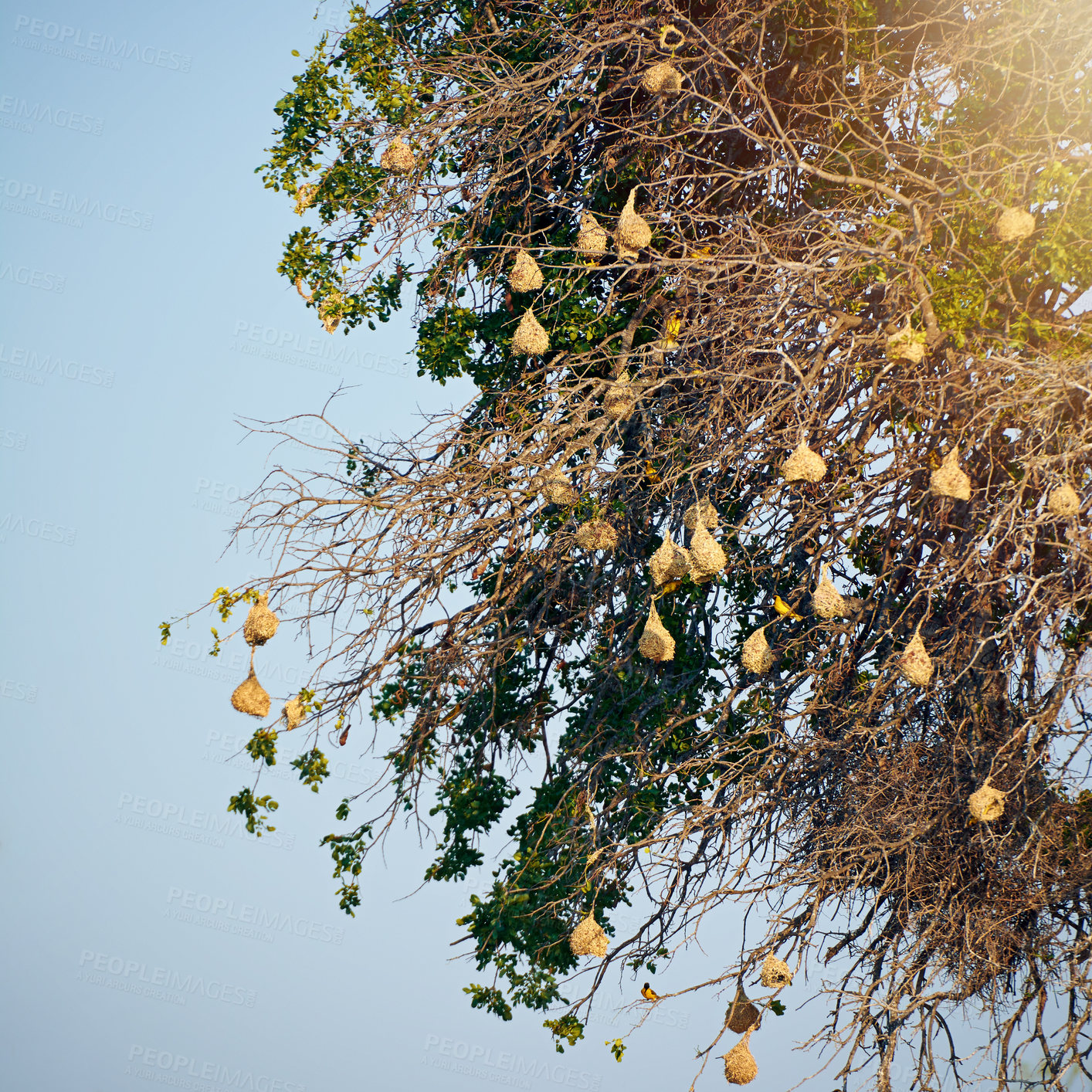 Buy stock photo Birds, tree and branches with nest, outdoor and environment of animal in nature, leaves and group. Sky, high and wildlife on plant, peace and scenery in forest, morning and 