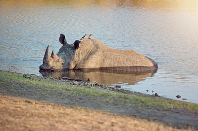 Buy stock photo Full length shot of a rhinoceros cooling off  in a watering hole