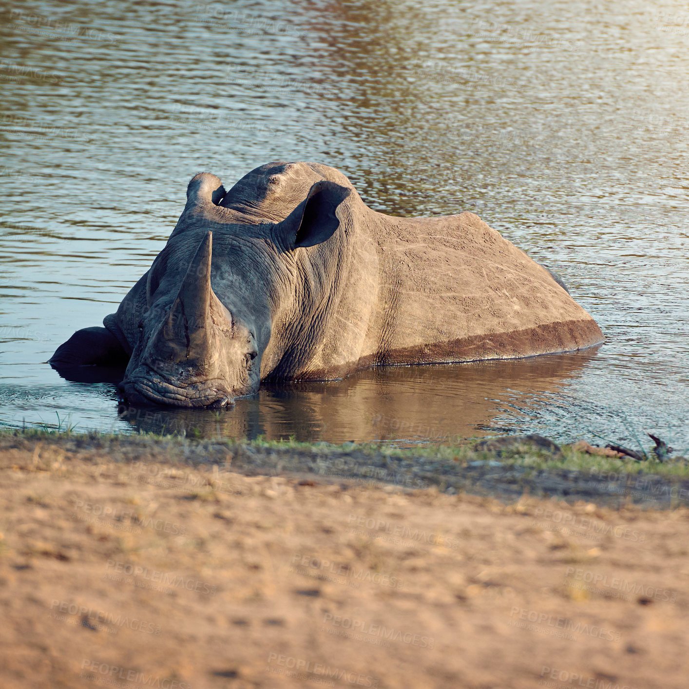 Buy stock photo Conservation, park and wildlife with rhino in water at safari location for ecology, habitat or protection. Environment, game and nature with animal in river outdoor for sustainability of indigenous