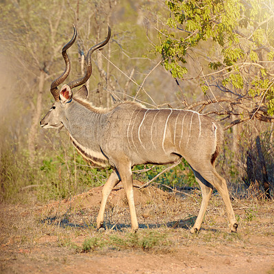 Buy stock photo Conservation, nature and kudu outdoor in wildlife or natural habitat, ecosystem and environmental terrain. Safari, herbivore animal and walking in wilderness or Africa, savannah and sustainable woods