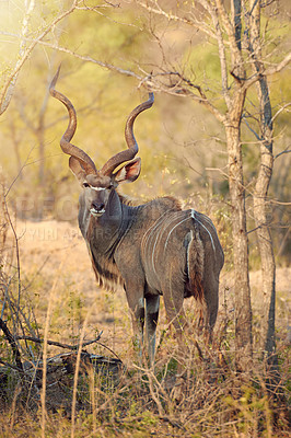 Buy stock photo Full length shot of a kudu in the wild