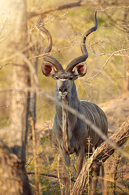 Buy stock photo Portrait, nature and kudu outdoor in wildlife or natural habitat, ecosystem and environmental terrain. Safari, herbivore animal and walking in wilderness or Africa, savannah and sustainable woods.