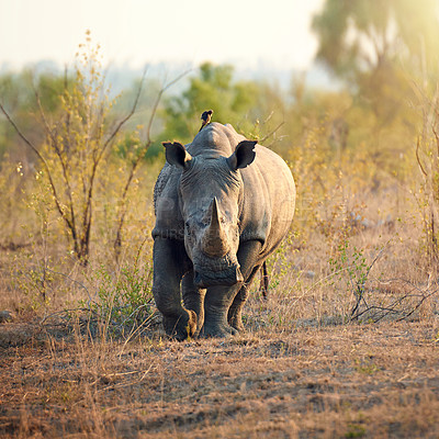 Buy stock photo Safari, walking and rhino in natural habitat for survival, eating grass and species for conservation. Wildlife, solitary animal and herbivore in countryside, indigenous horn and target for poaching