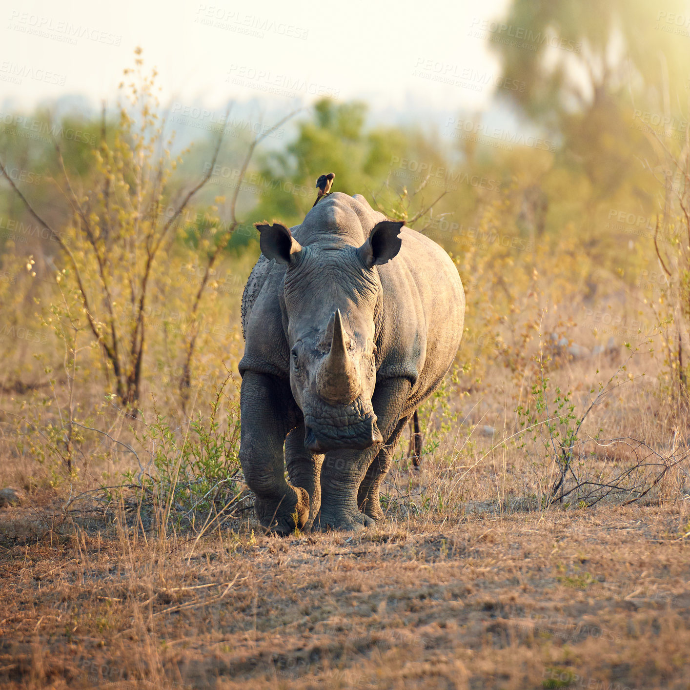 Buy stock photo Safari, walking and rhino in natural habitat for survival, eating grass and species for conservation. Wildlife, solitary animal and herbivore in countryside, indigenous horn and target for poaching