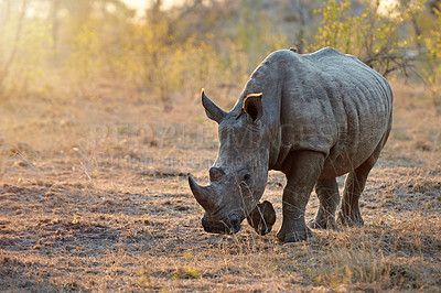 Buy stock photo Full length shot of a rhinoceros in the wild