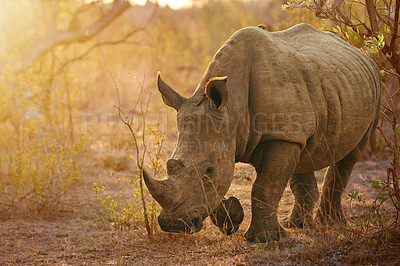 Buy stock photo Rhino, grass and jungle for animal, eating and calm in summer, survival or location of habitat. Nature, strong and food for wildlife, conservation or protected in national park of Botswana or outdoor