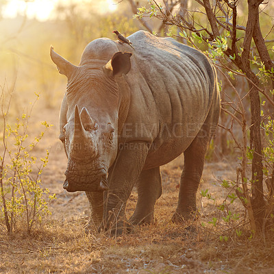 Buy stock photo Rhino, bird and conservation in nature for protection, survival and safety from poaching. Endangered animal, oxpecker and journey in safari for safe environment with symbiotic relationship in reserve