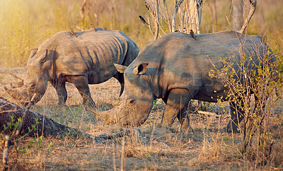 Buy stock photo Safari, group and rhino in nature habitat for survival, eating grass and species for conservation. Wildlife, solitary animals and herbivore in countryside, indigenous horn and target for poaching