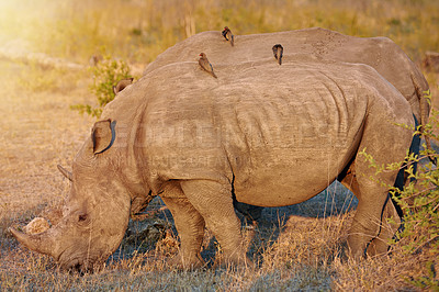 Buy stock photo Grass, group and rhino in nature habitat for survival, eating and safari for species conservation. Wildlife, solitary animals and herbivore in countryside, indigenous horn and target for poaching