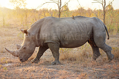 Buy stock photo Full length shot of a rhinoceros in the wild