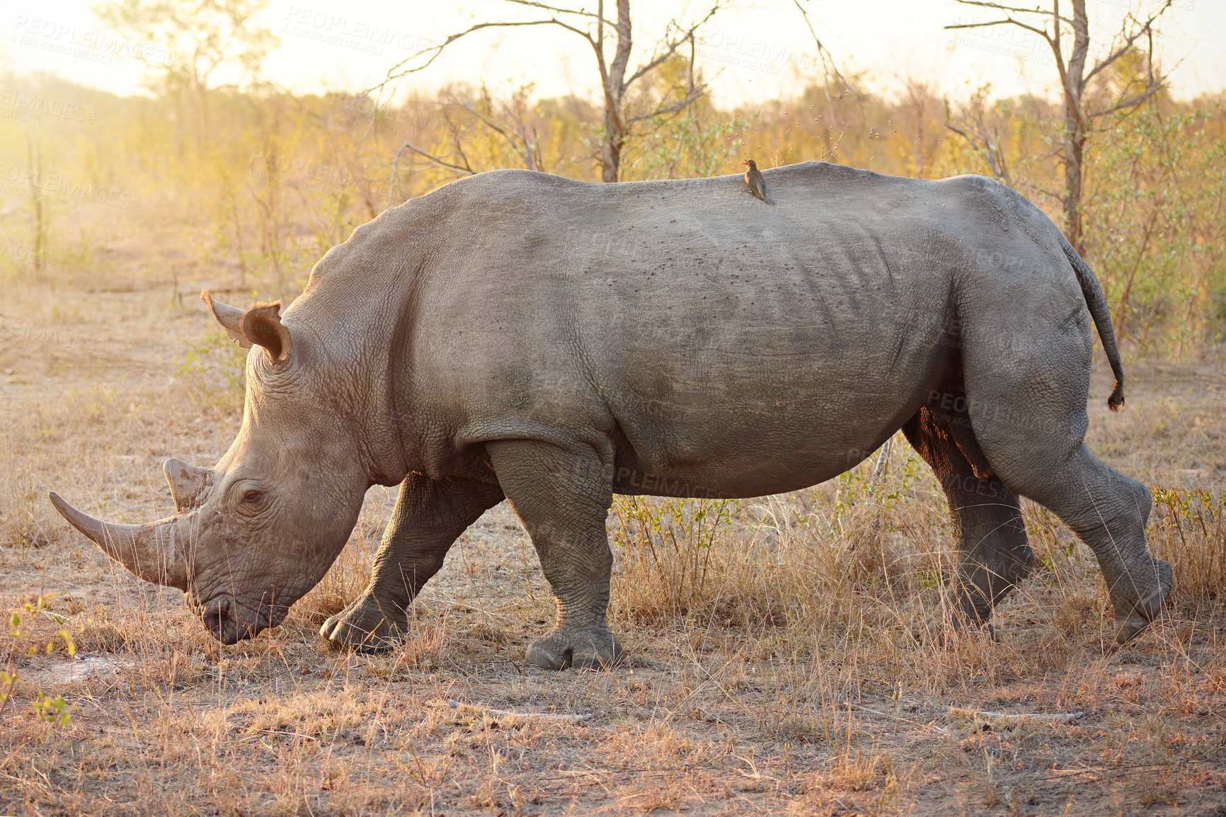 Buy stock photo Full length shot of a rhinoceros in the wild