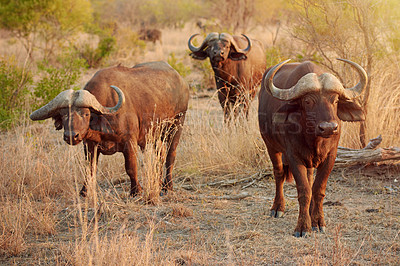 Buy stock photo Herd, buffalo and wildlife in nature, plant and freedom in national park, survival and calm in summer. Outdoor, animals and protected in reserve, conservation or indigenous of Botswana with fresh air