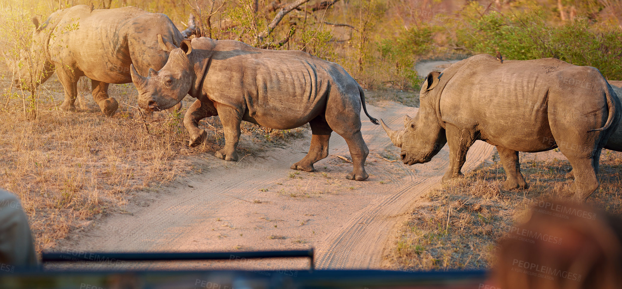 Buy stock photo Group, rhino and safari in wilderness nature for natural habitat, environment or Africa travel of conservation. Indigenous, animals and safety of endangered species, tourist location or national park