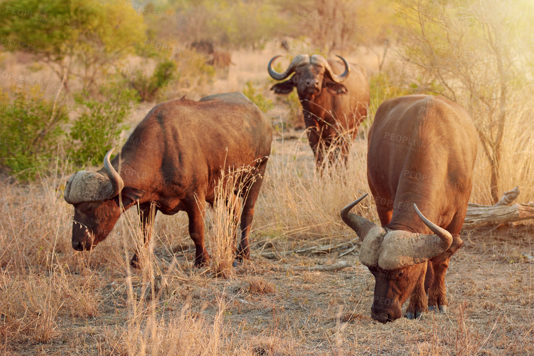 Buy stock photo Herd, buffalo and wildlife in nature, eating and freedom in national park, survival and calm in summer. Outdoor, animal and protected in reserve, conservation or indigenous of Botswana with fresh air