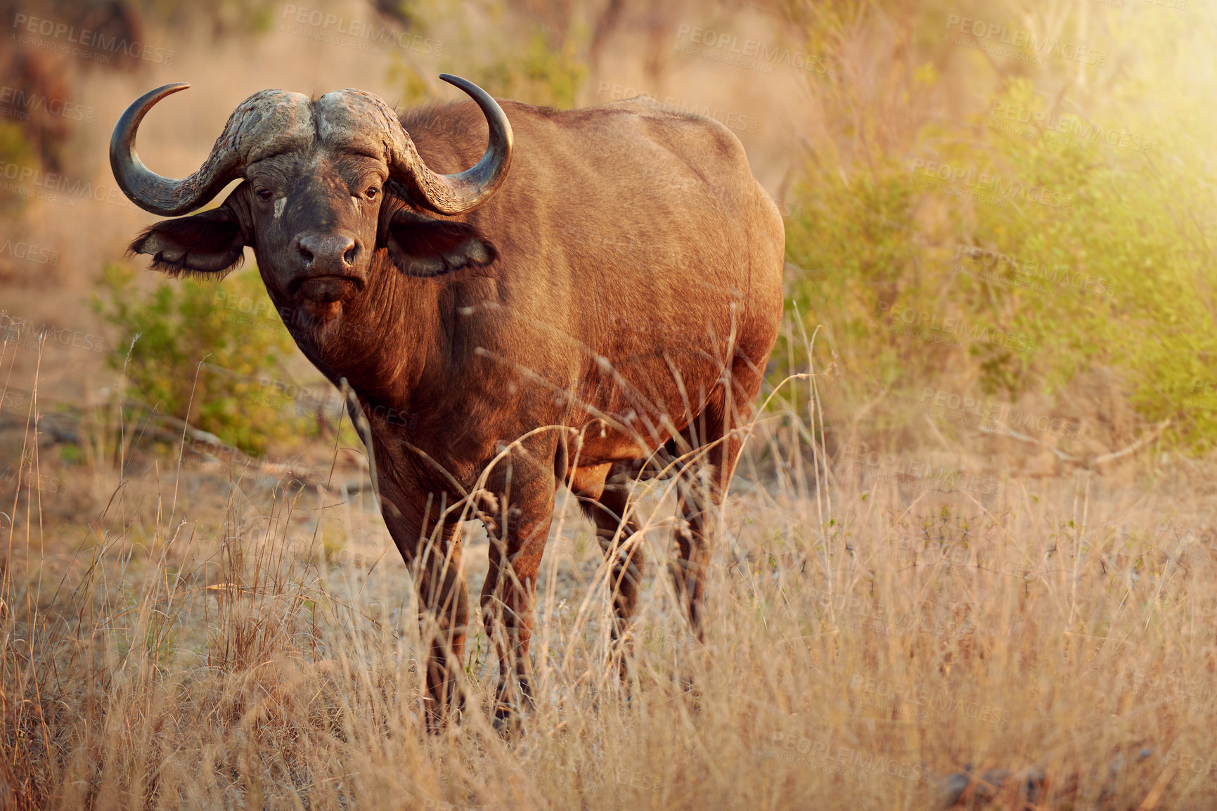 Buy stock photo Portrait, buffalo and wildlife in nature, plant and freedom in national park, survival and calm in summer. Outdoor, animal and protected in reserve, conservation and indigenous in Botswana with grass