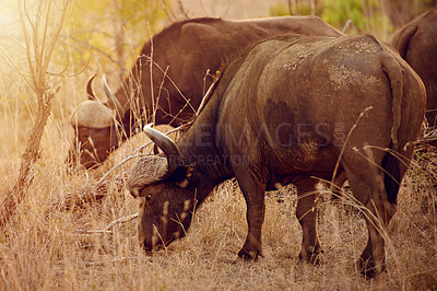 Buy stock photo Eating, buffalo and animal in nature, grass and freedom in national park, survival and calm in herd. Outdoor, wildlife and protected in reserve, conservation and indigenous in Botswana with plants