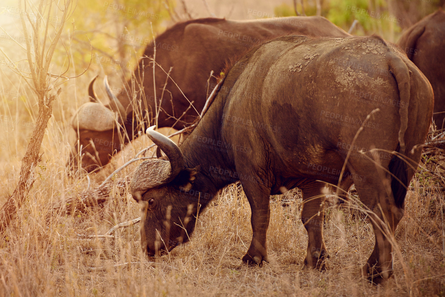 Buy stock photo Eating, buffalo and animal in nature, grass and freedom in national park, survival and calm in herd. Outdoor, wildlife and protected in reserve, conservation and indigenous in Botswana with plants