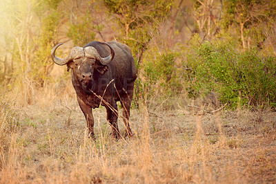 Buy stock photo Portrait, buffalo and animal in nature, grass and freedom in national park, survival and calm in summer. Outdoor, wildlife and protected in reserve, conservation and indigenous in Botswana with plant