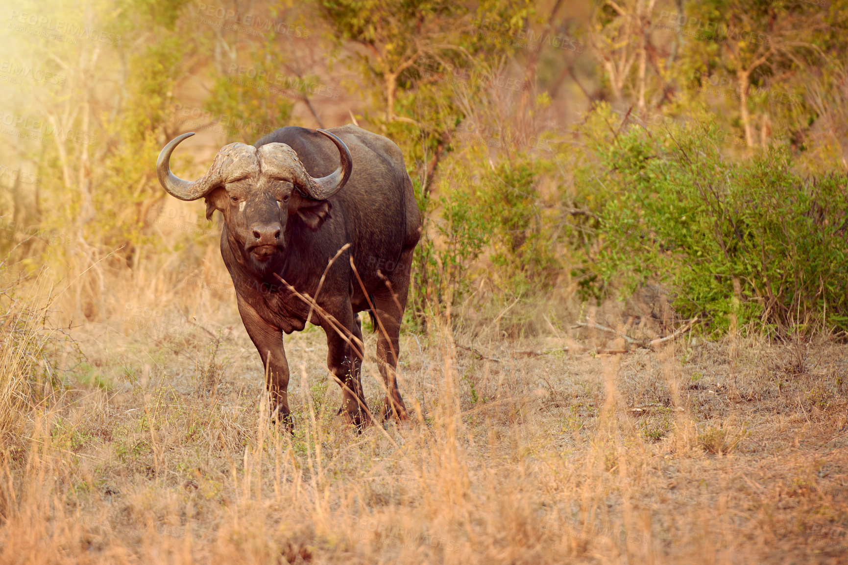 Buy stock photo Portrait, buffalo and animal in nature, grass and freedom in national park, survival and calm in summer. Outdoor, wildlife and protected in reserve, conservation and indigenous in Botswana with plant