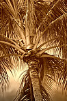 Palm tree