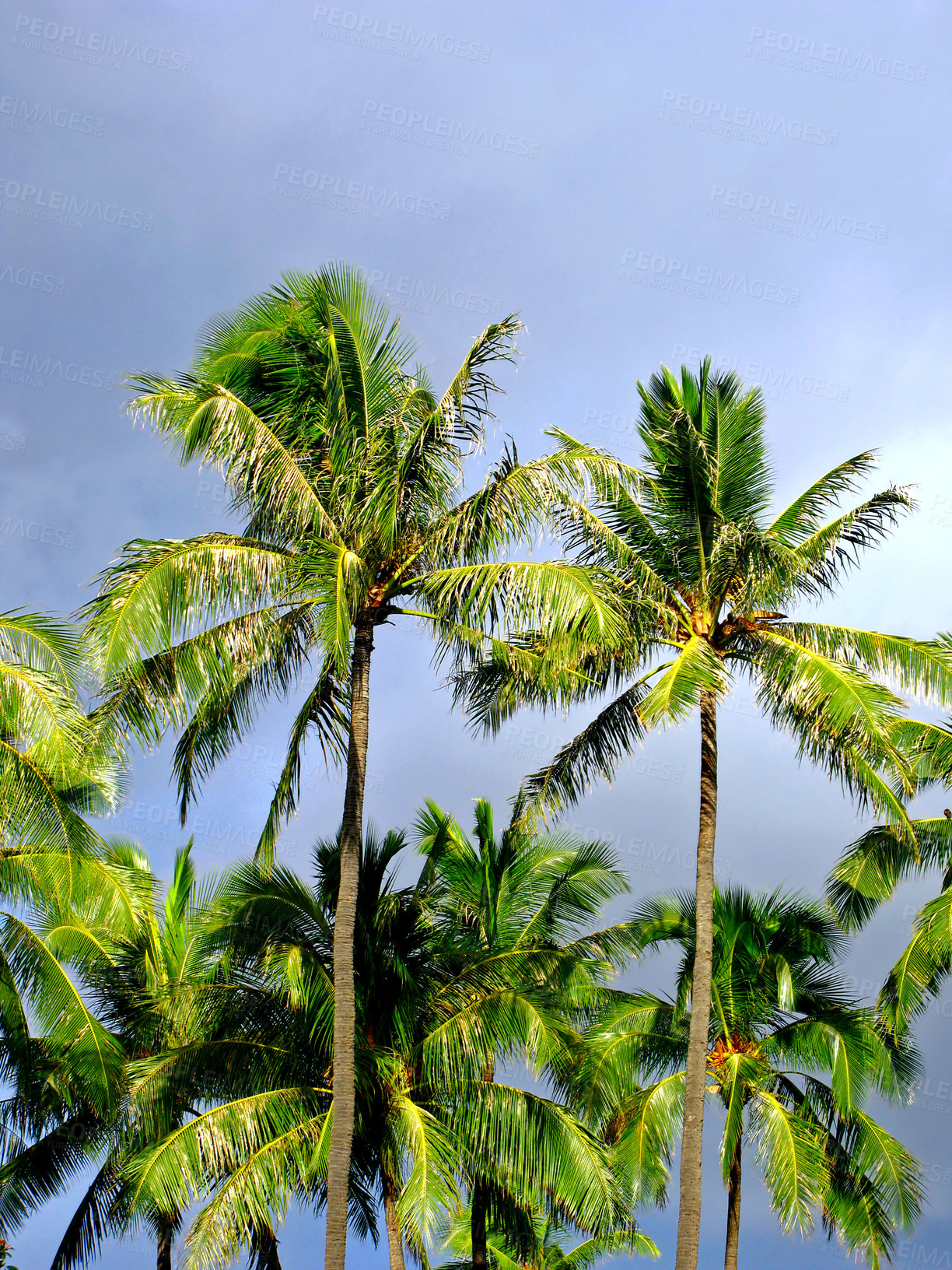 Buy stock photo Environment, paradise and travel with palm tree in nature for tropical, summer and sustainability. Landscape, ecology and peace with plant and leaves on island for vacation, jungle and growth