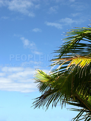 Buy stock photo Palm tree against a blue sky with light clouds and copyspace. Below of a coconut tree with leaves shining under the sun in cool breeze on a tropical exotic island, holiday vacation or overseas resort