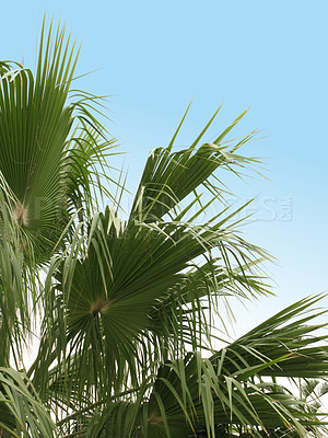 Buy stock photo Environment, tropical and travel with palm tree in nature for paradise, summer and sustainability. Landscape, ecology and peace with plant and leaves on island for vacation, jungle and growth