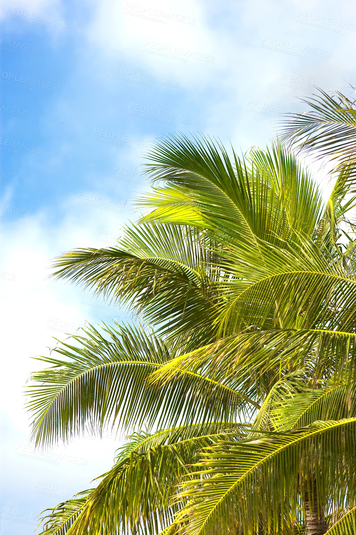 Buy stock photo Environment, tropical and summer with palm tree in nature for paradise, travel and sustainability. Landscape, ecology and peace with plant and leaves on island for vacation, jungle and growth