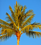 Palm tree