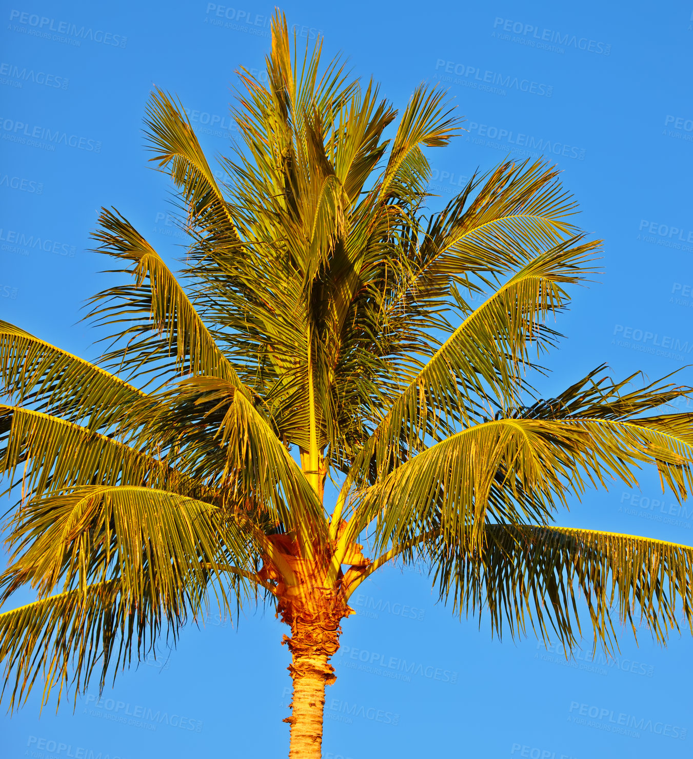 Buy stock photo Below view of one palm tree isolated against a blue sky and background outside during summer vacation and holiday abroad or overseas. Low angle view of a coconut plant growing in tropical environment