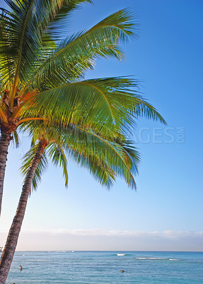 Buy stock photo Ocean, tropical and vacation with palm tree in nature for paradise, environment and sustainability. Landscape, ecology and peace with plant and leaves on island for summer, jungle and growth