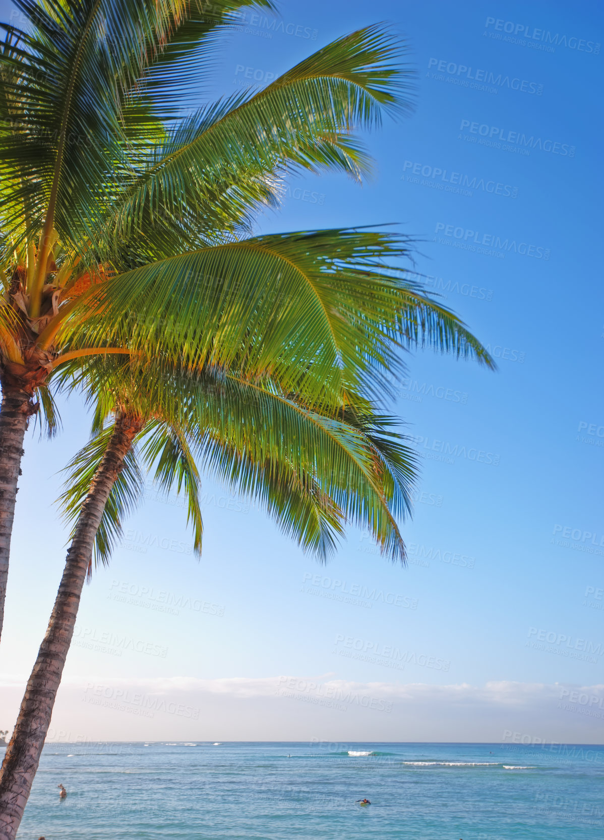 Buy stock photo Ocean, tropical and vacation with palm tree in nature for paradise, environment and sustainability. Landscape, ecology and peace with plant and leaves on island for summer, jungle and growth