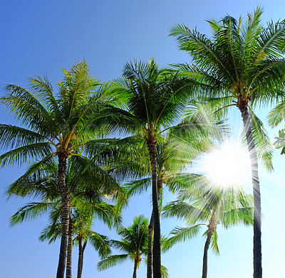 Buy stock photo Below view of a group of palm trees isolated against blue sky background with sun rays and sunbeams during summer vacation and holiday. Low angle of coconut plants growing in a tropical environment