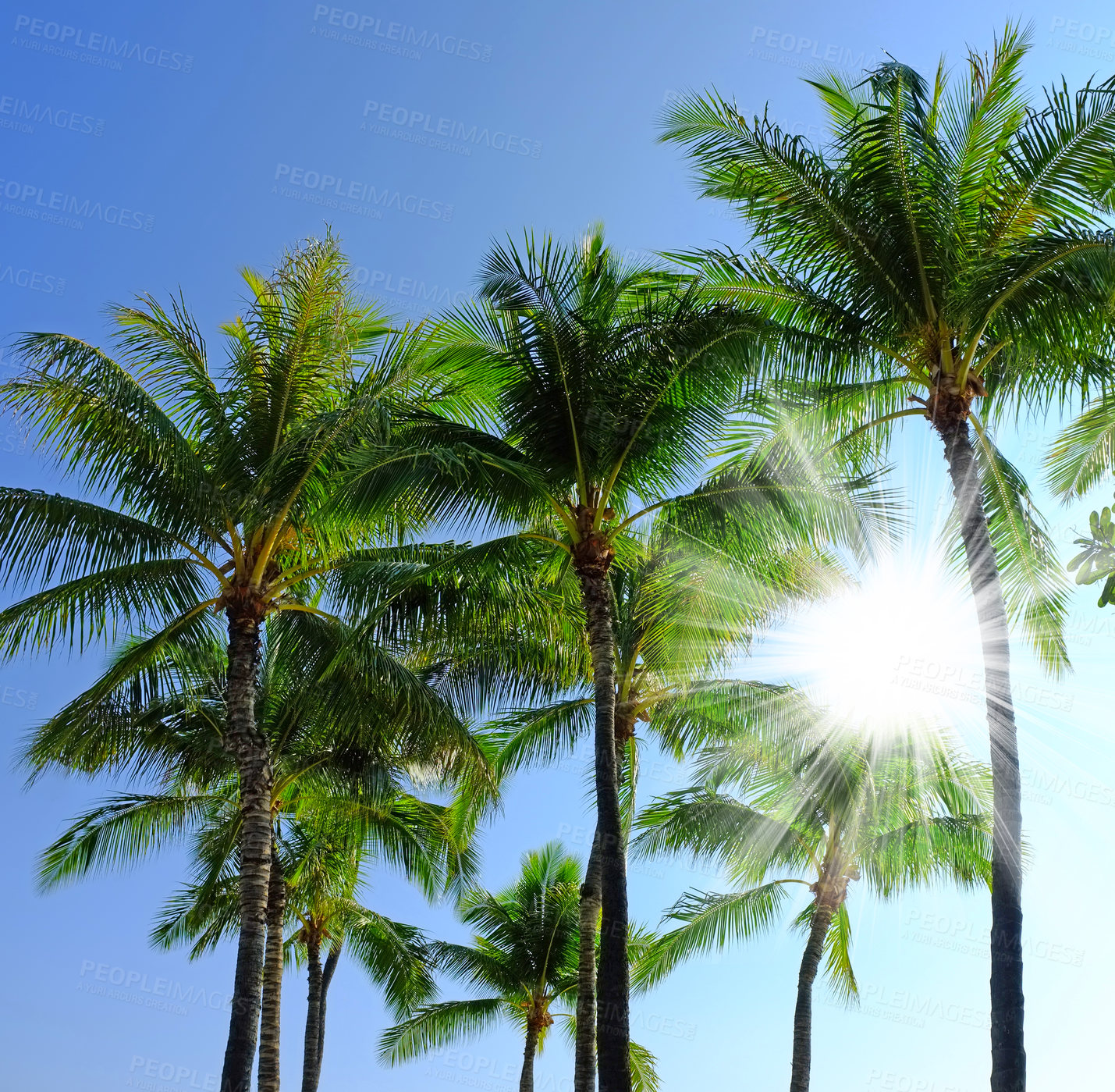 Buy stock photo Below view of a group of palm trees isolated against blue sky background with sun rays and sunbeams during summer vacation and holiday. Low angle of coconut plants growing in a tropical environment