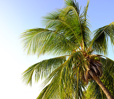 Buy stock photo A palm tree against a bright blue sky. A coconut tree with leaves shining under the sun from below. A relaxing exotic island, paradise getaway abroad or a tropical tourism destination