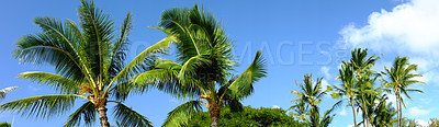 Buy stock photo Palm trees, blue sky and outdoor with vacation, travel and tropic island with getaway trip, Bali and banner. Wallpaper, empty and natural with summer holiday, environment and leafs with tourism