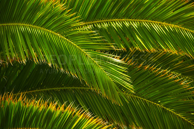 Buy stock photo Environment, leaf and travel with palm tree in nature for tropical, summer and sustainability. Landscape, ecology and peace with plant and closeup on island for vacation, jungle ecosystem and growth