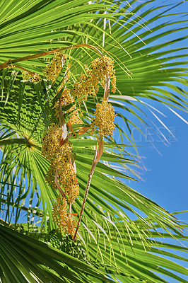 Buy stock photo Summer, leaves and travel with palm tree in nature for tropical, environment and sustainability. Landscape, ecology and peace with plant and closeup on island for vacation, jungle ecosystem or growth