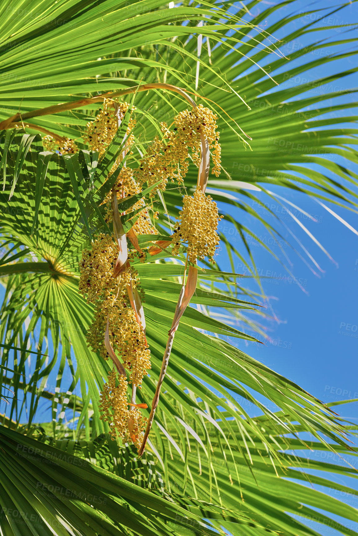 Buy stock photo Summer, leaves and travel with palm tree in nature for tropical, environment and sustainability. Landscape, ecology and peace with plant and closeup on island for vacation, jungle ecosystem or growth