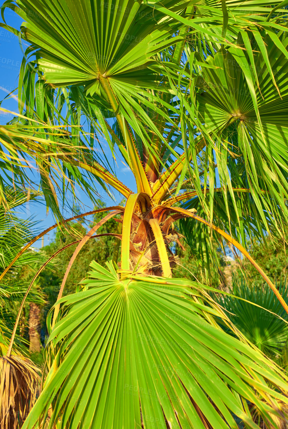 Buy stock photo Palm trees, blue sky and outdoor with vacation, leafs and tropic island with getaway trip, Bali and tourism. Wallpaper, empty and natural with summer holiday, environment and sustainability with wind