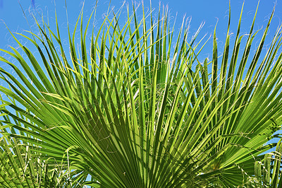 Buy stock photo Summer, leaves and environment with palm tree in nature for tropical, travel and sustainability. Landscape, ecology and peace with plant and closeup on island for vacation, jungle ecosystem or growth