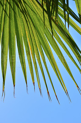 Buy stock photo Tropical, leaves and environment with palm tree in nature for summer, travel and sustainability. Landscape, ecology and peace with plant and closeup on island for vacation, jungle ecosystem or growth