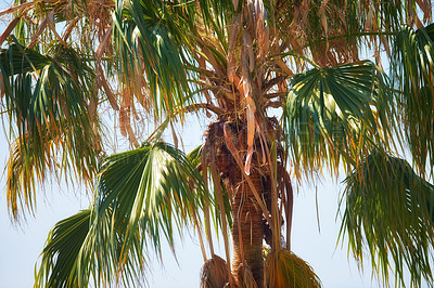 Buy stock photo Below view of one palm tree branches and leaves against a blue sky background outside during summer vacation, holiday abroad and overseas. Low angle of a coconut plant growing in tropical environment