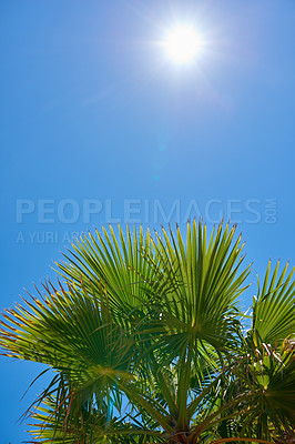 Buy stock photo Blue sky, leaves and environment with palm tree in nature for summer, travel and sustainability. Landscape, ecology and peace with plant and mokcup on island for vacation, jungle ecosystem or growth