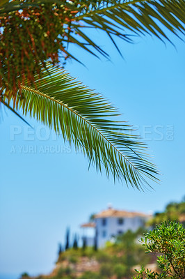 Buy stock photo Closeup of a palm tree against a blue sky. A coconut tree leaves of many shapes shining under the sun on a tropical exotic island with holiday villas or vacation resort houses in the blur background