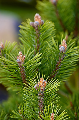 Buy stock photo Tree - universal plant in all types and forms