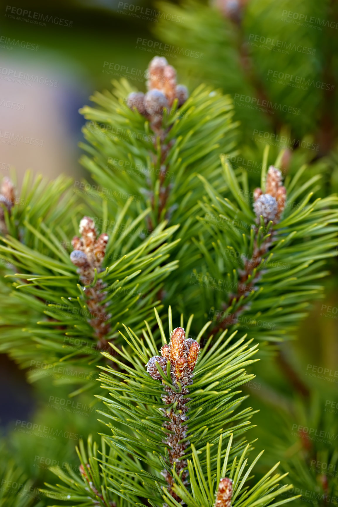 Buy stock photo Tree - universal plant in all types and forms