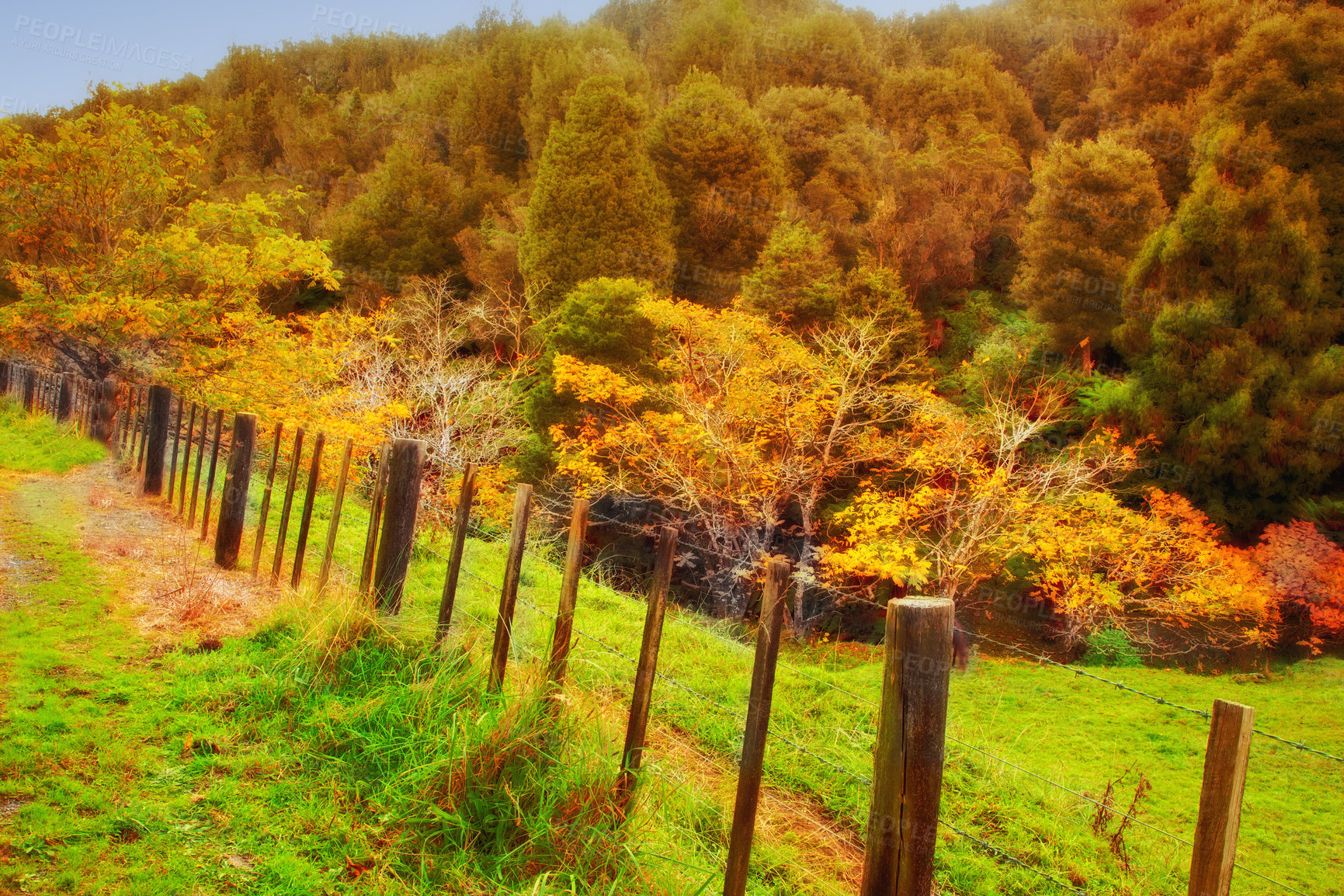 Buy stock photo Trees, fence and countryside with nature, environment and tourism with plants, woods and forest. Empty, autumn and leafs with landscape, ecology and field with conservation, travel and eco friendly