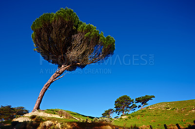 Buy stock photo Trees, travel and countryside with nature, environment and tourism with plants, woods and forest. Empty, autumn and leafs with landscape, ecology and field with vacation, grass and eco friendly