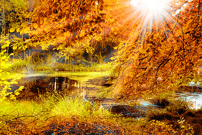 Buy stock photo Autumn, sunshine and swamp in nature with trees, serenity and aesthetic for wallpaper. Marsh land, ecosystem and light in woods for landscape, environment and habitat in fall for ecology and texture